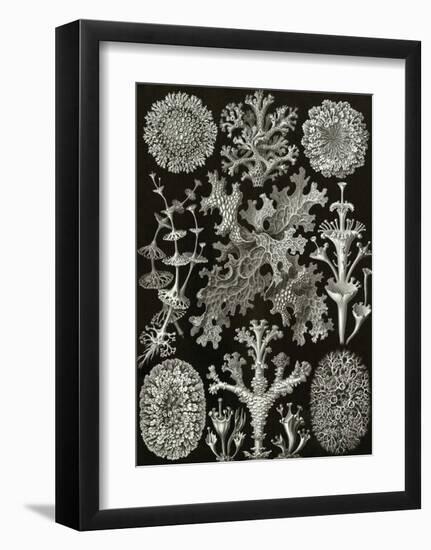 Art Forms of Nature, Lichenes-Ernst Haeckel-Framed Art Print