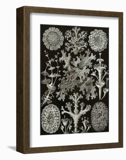 Art Forms of Nature, Lichenes-Ernst Haeckel-Framed Art Print