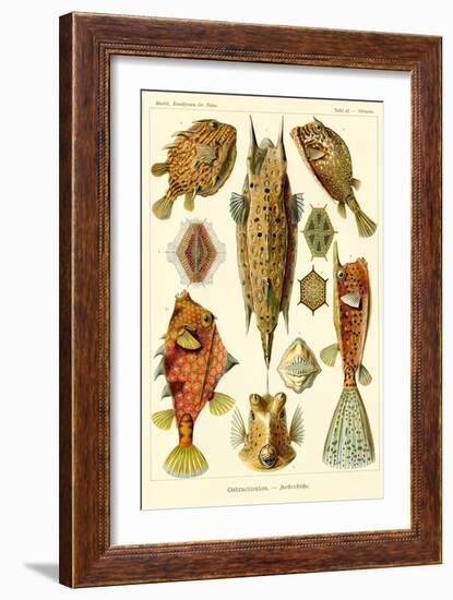 Art Forms of Nature - Ostraciontes (Boxfish) - Ernst Haeckel Artwork-Lantern Press-Framed Art Print