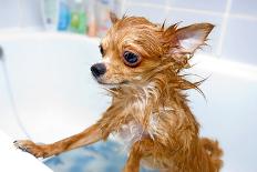 Funny Wet Chihuahua Dog in Bathroom-art nick-Framed Photographic Print