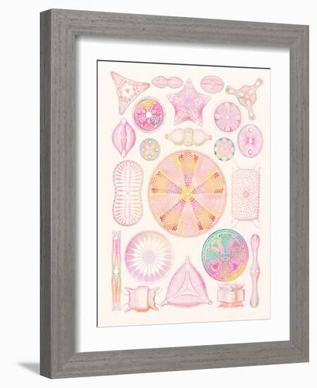 Art of Diatom Algae (from Ernst Haeckel)-Mehau Kulyk-Framed Photographic Print