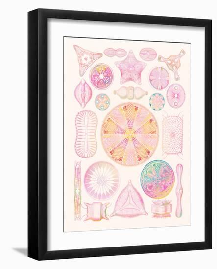 Art of Diatom Algae (from Ernst Haeckel)-Mehau Kulyk-Framed Photographic Print