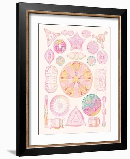 Art of Diatom Algae (from Ernst Haeckel)-Mehau Kulyk-Framed Photographic Print