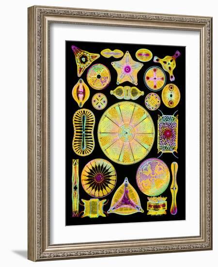 Art of Diatom Algae (from Ernst Haeckel)-Mehau Kulyk-Framed Photographic Print