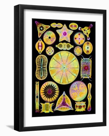 Art of Diatom Algae (from Ernst Haeckel)-Mehau Kulyk-Framed Photographic Print