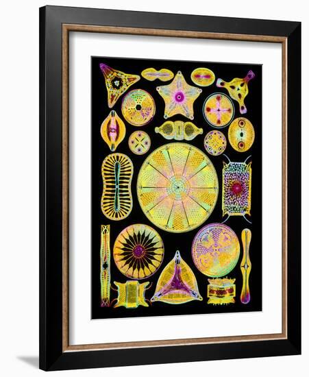 Art of Diatom Algae (from Ernst Haeckel)-Mehau Kulyk-Framed Photographic Print