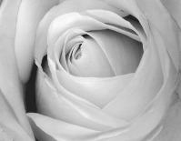 Rose-Art Photo Pro-Art Print