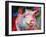 Art Pig 1-Richard Wallich-Framed Giclee Print