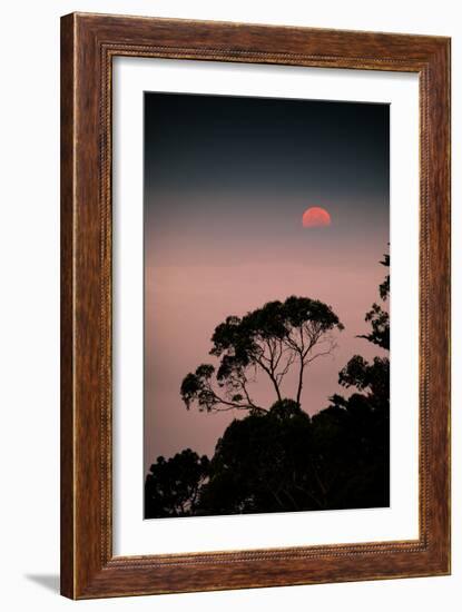 Art Print Sun Tree Oakland Hills at Sunset Elegant Design-Vincent James-Framed Photographic Print