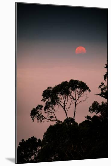 Art Print Sun Tree Oakland Hills at Sunset Elegant Design-Vincent James-Mounted Photographic Print