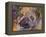 Art Pug-Richard Wallich-Framed Premier Image Canvas