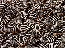 Zebras, Kenya-Art Wofe-Mounted Art Print