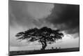Photographic Print