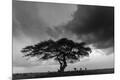 Photographic Print