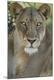 Premium Photographic Print