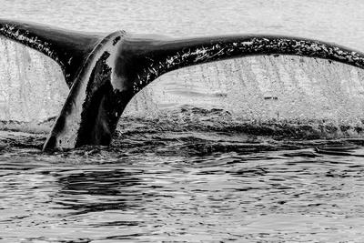 Sea Life & Sea Creatures Black and White Photography Wall Art: Prints, Paintings & Posters Sea Life & Sea Creatures Black and White Photography Wall Art: Prints, Paintings & Posters