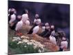 Premium Photographic Print