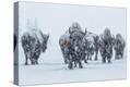 Stretched Canvas Print