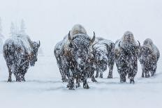 Bison in Yellowstonre National Park-Art Wolfe-Photographic Print