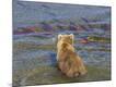 Premium Photographic Print
