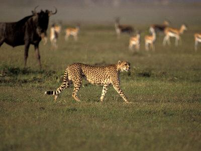 写真集 WILD CATS OF THE WORLD by Art Wolfe Wild Cats of the World: Wolfe, Art, Sleeper, Barbara