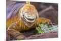Premium Photographic Print