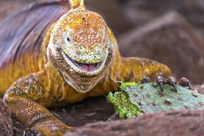  Wee Blue Coo Photo Animal Iguana Lizard Reptile Scales Spines  Unframed Wall Art Print Poster Home Decor Premium: Posters & Prints