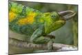 Photographic Print