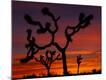 Premium Photographic Print
