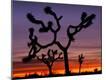 Premium Photographic Print