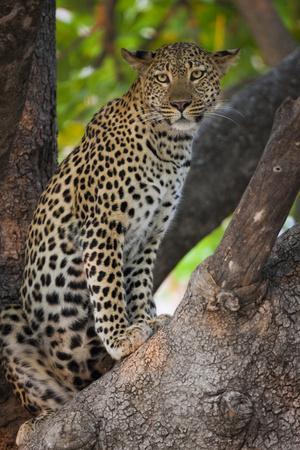 写真集 WILD CATS OF THE WORLD by Art Wolfe Wild Cats of the World - Barbara Sleeper and Art Wolfe
