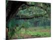 Premium Photographic Print