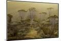 Premium Photographic Print