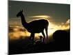 Premium Photographic Print