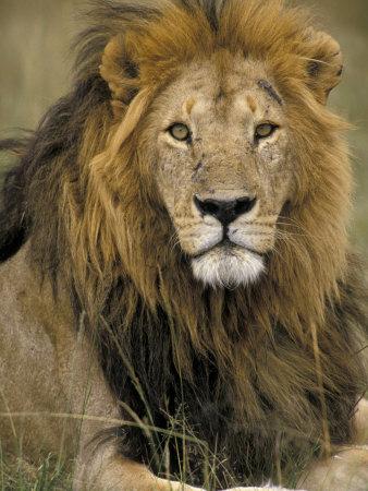 Art Wolfe Wild Cats Wall Art: Prints, Paintings & Posters