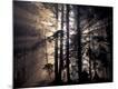 Premium Photographic Print