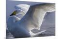 Premium Photographic Print
