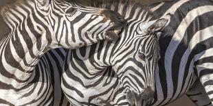 Plains Zebras, Kenya, Africa-Art Wolfe Wolfe-Photographic Print