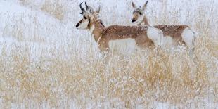 Two pronghorns in winter, Wyoming, USA-Art Wolfe Wolfe-Photographic Print