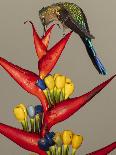 Violet-tailed sylph, Ecuador-Art Wolfe Wolfe-Photographic Print