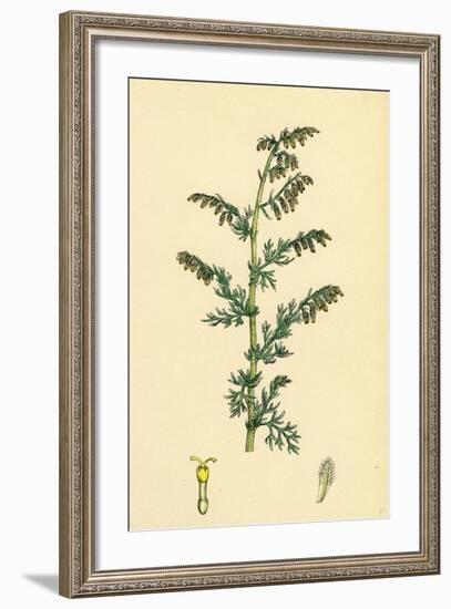 Artemisia Maritima Var. Genuina Sea Wormwood Var. A-null-Framed Giclee Print