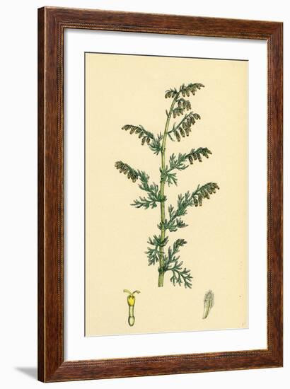 Artemisia Maritima Var. Genuina Sea Wormwood Var. A-null-Framed Giclee Print