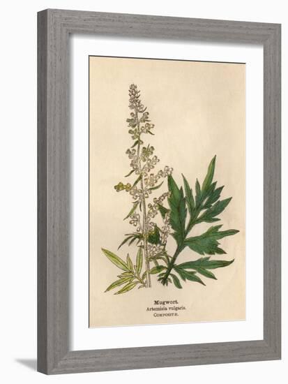 Artemisia Vulgaris-Mabel E Step-Framed Art Print