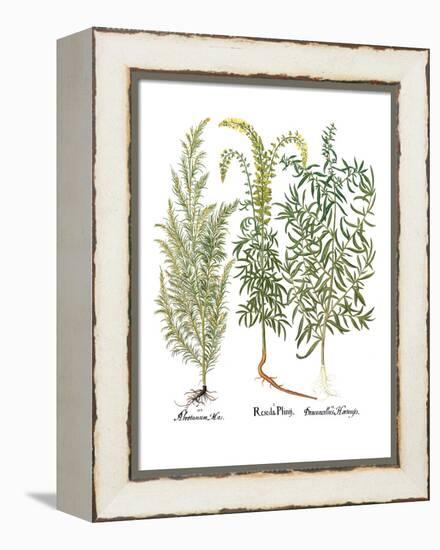 Artemisiae & Reseda-Besler Basilius-Framed Premier Image Canvas