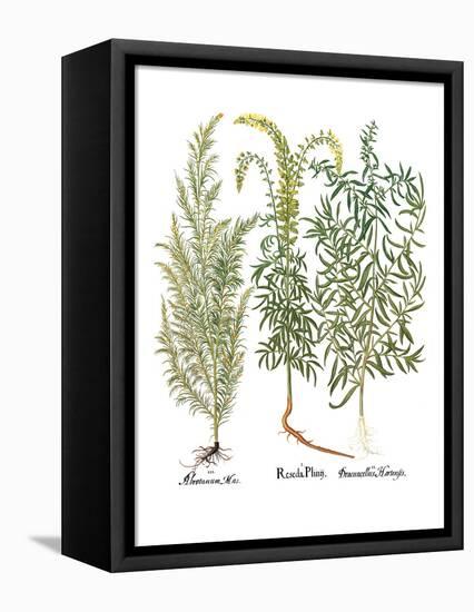 Artemisiae & Reseda-Besler Basilius-Framed Premier Image Canvas