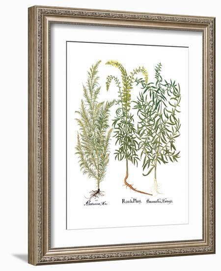 Artemisiae & Reseda-Besler Basilius-Framed Giclee Print