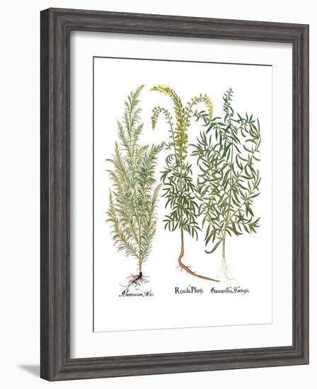 Artemisiae & Reseda-Besler Basilius-Framed Giclee Print