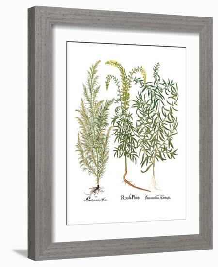 Artemisiae & Reseda-Besler Basilius-Framed Giclee Print