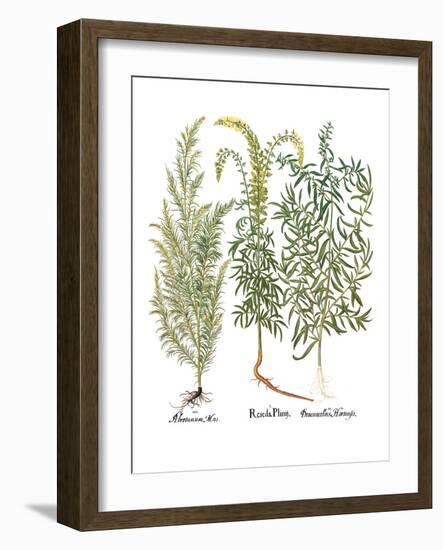 Artemisiae & Reseda-Besler Basilius-Framed Giclee Print
