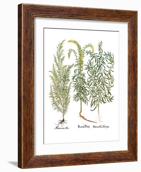 Artemisiae & Reseda-Besler Basilius-Framed Giclee Print